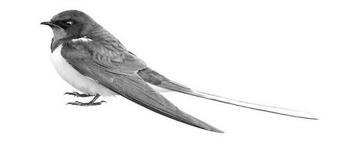 Иллюстрация к книге — Бюро лесных услуг. С вопросами и ответами для почемучек [i_116.jpg]