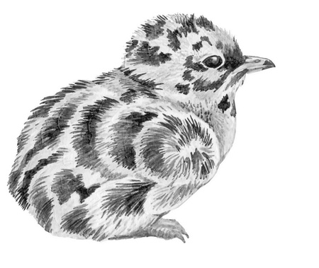 Иллюстрация к книге — Бюро лесных услуг. С вопросами и ответами для почемучек [i_118.jpg]