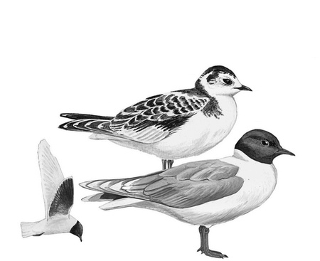 Иллюстрация к книге — Бюро лесных услуг. С вопросами и ответами для почемучек [i_119.jpg]