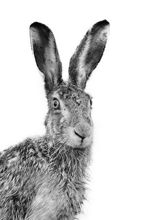 Иллюстрация к книге — Бюро лесных услуг. С вопросами и ответами для почемучек [i_122.jpg]