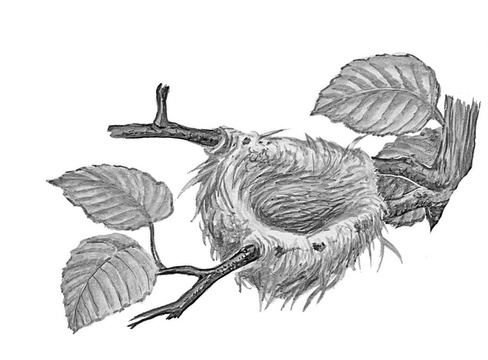 Иллюстрация к книге — Бюро лесных услуг. С вопросами и ответами для почемучек [i_123.jpg]