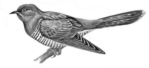 Иллюстрация к книге — Бюро лесных услуг. С вопросами и ответами для почемучек [i_124.jpg]