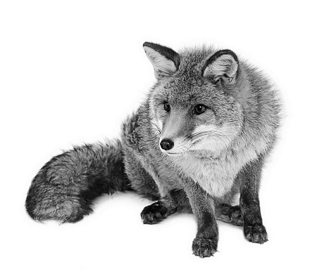 Иллюстрация к книге — Бюро лесных услуг. С вопросами и ответами для почемучек [i_125.jpg]