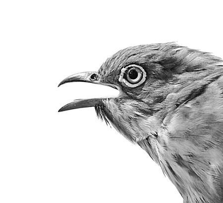 Иллюстрация к книге — Бюро лесных услуг. С вопросами и ответами для почемучек [i_126.jpg]