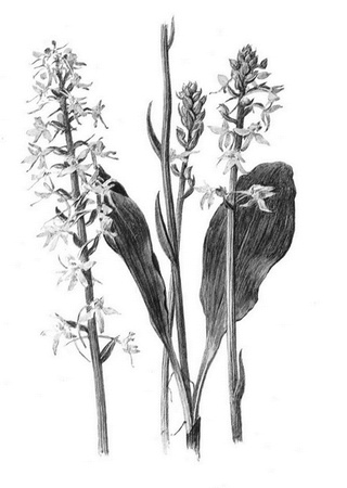 Иллюстрация к книге — Бюро лесных услуг. С вопросами и ответами для почемучек [i_128.jpg]