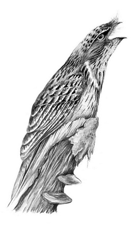 Иллюстрация к книге — Бюро лесных услуг. С вопросами и ответами для почемучек [i_130.jpg]