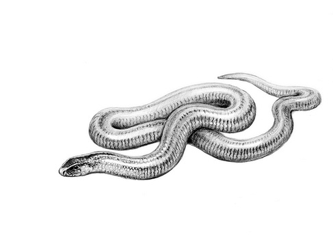 Иллюстрация к книге — Бюро лесных услуг. С вопросами и ответами для почемучек [i_131.jpg]