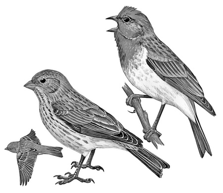 Иллюстрация к книге — Бюро лесных услуг. С вопросами и ответами для почемучек [i_135.jpg]