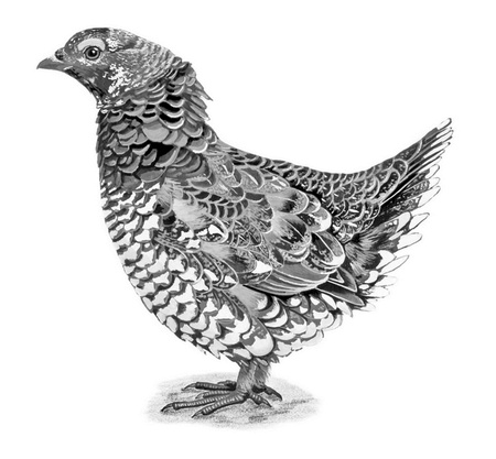 Иллюстрация к книге — Бюро лесных услуг. С вопросами и ответами для почемучек [i_136.jpg]