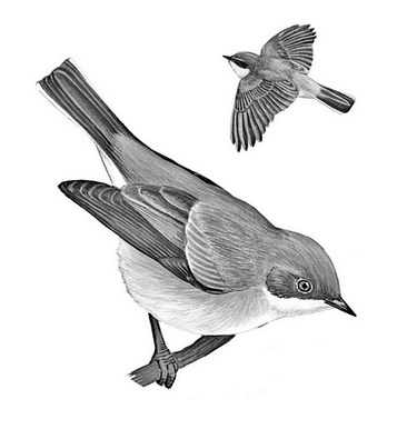 Иллюстрация к книге — Бюро лесных услуг. С вопросами и ответами для почемучек [i_138.jpg]