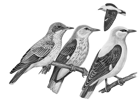 Иллюстрация к книге — Бюро лесных услуг. С вопросами и ответами для почемучек [i_140.jpg]