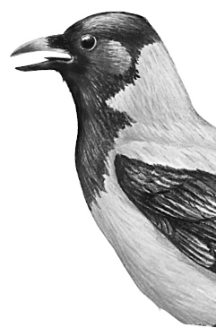 Иллюстрация к книге — Бюро лесных услуг. С вопросами и ответами для почемучек [i_144.jpg]