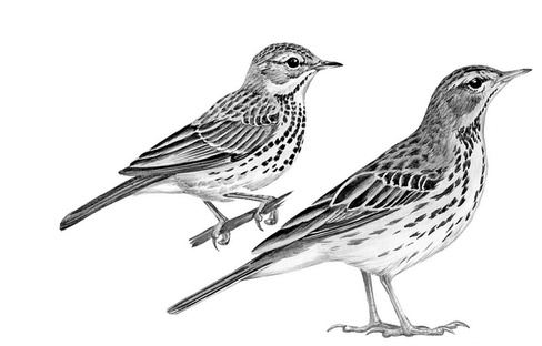 Иллюстрация к книге — Бюро лесных услуг. С вопросами и ответами для почемучек [i_145.jpg]