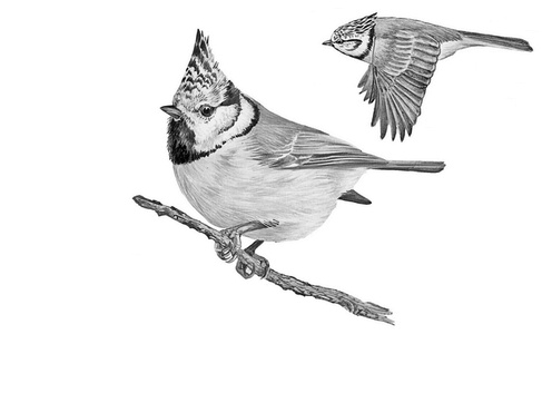 Иллюстрация к книге — Бюро лесных услуг. С вопросами и ответами для почемучек [i_148.jpg]