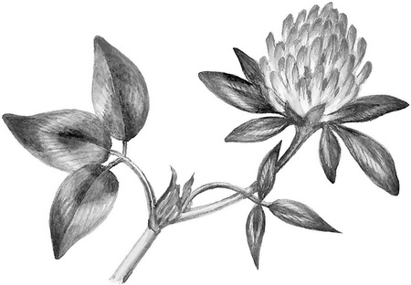 Иллюстрация к книге — Бюро лесных услуг. С вопросами и ответами для почемучек [i_151.jpg]