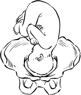 Иллюстрация к книге — Я скоро стану мамой. Главная книга для главного события в вашей жизни [_137.jpg]