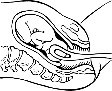 Иллюстрация к книге — Я скоро стану мамой. Главная книга для главного события в вашей жизни [_146.jpg]