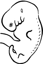 Иллюстрация к книге — Я скоро стану мамой. Главная книга для главного события в вашей жизни [_21.jpg]