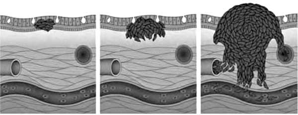 Иллюстрация к книге — Мои рецепты от рака. Опыт врача, победившего онкологию [i_001.jpg]