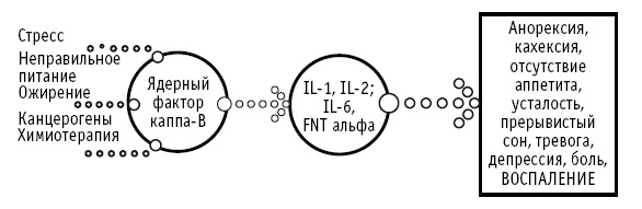 Иллюстрация к книге — Мои рецепты от рака. Опыт врача, победившего онкологию [i_006.jpg]