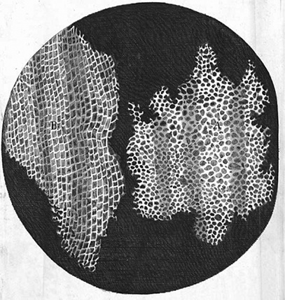 Иллюстрация к книге — Двигатели жизни. Как бактерии сделали наш мир обитаемым [i_003.jpg]