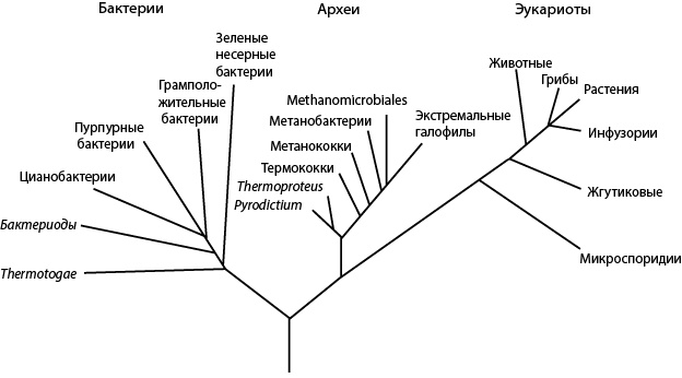 Иллюстрация к книге — Двигатели жизни. Как бактерии сделали наш мир обитаемым [i_008.jpg]