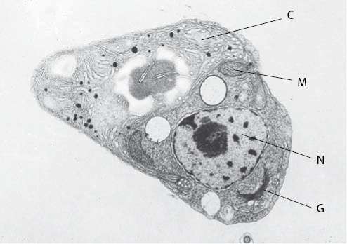 Иллюстрация к книге — Двигатели жизни. Как бактерии сделали наш мир обитаемым [i_009.jpg]