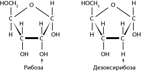 Иллюстрация к книге — Двигатели жизни. Как бактерии сделали наш мир обитаемым [i_010.jpg]