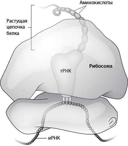 Иллюстрация к книге — Двигатели жизни. Как бактерии сделали наш мир обитаемым [i_011.jpg]