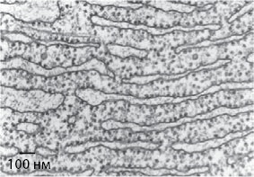Иллюстрация к книге — Двигатели жизни. Как бактерии сделали наш мир обитаемым [i_012.jpg]