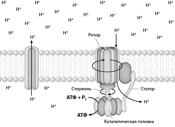 Иллюстрация к книге — Двигатели жизни. Как бактерии сделали наш мир обитаемым [i_014.jpg]