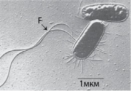 Иллюстрация к книге — Двигатели жизни. Как бактерии сделали наш мир обитаемым [i_026.jpg]