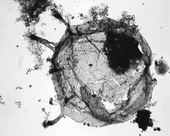 Иллюстрация к книге — Двигатели жизни. Как бактерии сделали наш мир обитаемым [i_028.jpg]