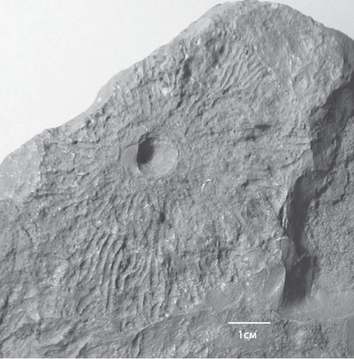 Иллюстрация к книге — Двигатели жизни. Как бактерии сделали наш мир обитаемым [i_029.jpg]