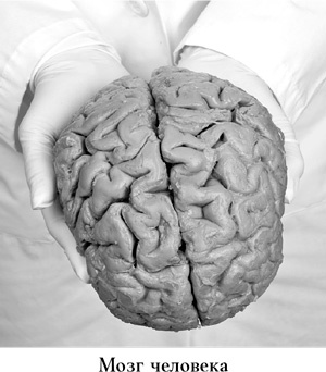 Иллюстрация к книге — Странная девочка, которая влюбилась в мозг. Как знание нейробиологии помогает стать привлекательнее, счастливее и лучше [i_001.jpg]