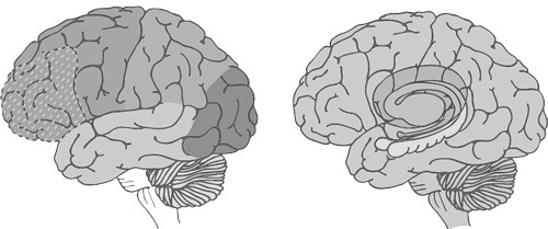 Иллюстрация к книге — Странная девочка, которая влюбилась в мозг. Как знание нейробиологии помогает стать привлекательнее, счастливее и лучше [i_002.jpg]