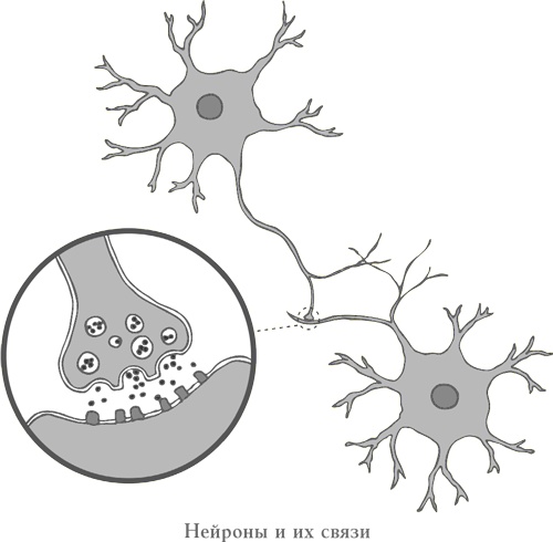 Иллюстрация к книге — Странная девочка, которая влюбилась в мозг. Как знание нейробиологии помогает стать привлекательнее, счастливее и лучше [i_003.jpg]