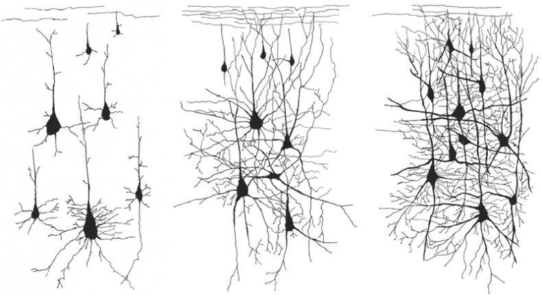 Иллюстрация к книге — Иллюзия "Я", или Игры, в которые играет с нами мозг [i_004.jpg]