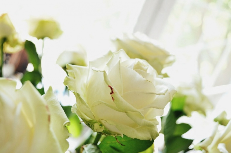 Иллюстрация к книге — ПритяЖЕНственность благополучия [image0_55d31daa7042c1557e9710af_jpg.jpg]