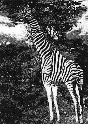 Иллюстрация к книге — Рисовый штурм и еще 21 способ мыслить нестандартно [i_067.jpg]