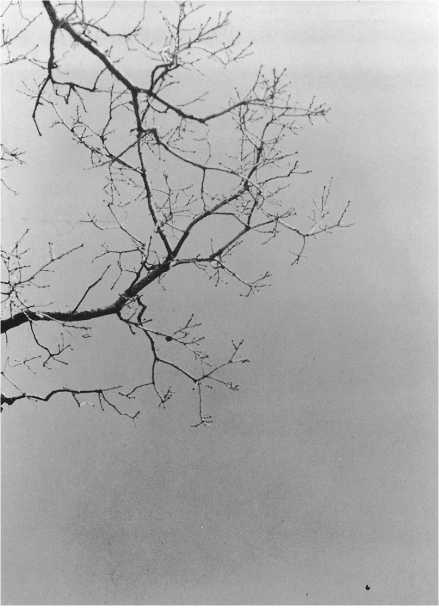 Иллюстрация к книге — Истинное восприятие. Путь дхармического искусства [i_016.jpg]