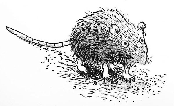 Иллюстрация к книге — Тайна мальчика из джунглей [_154.jpg]