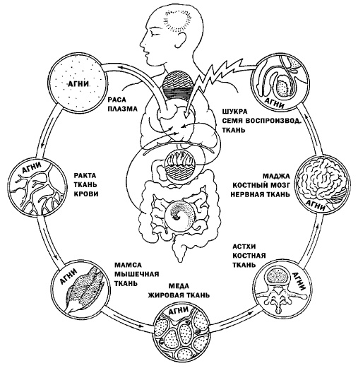 Иллюстрация к книге — Аюрведа. Жить вкусно и не болеть [i_004.jpg]