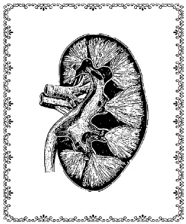 Иллюстрация к книге — Аюрведа. Жить вкусно и не болеть [i_006.jpg]