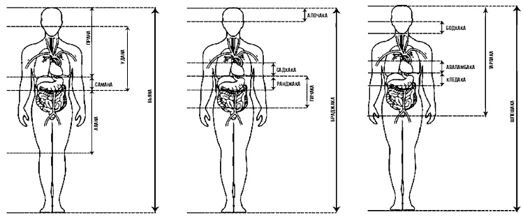 Иллюстрация к книге — Аюрведа. Жить вкусно и не болеть [i_011.jpg]
