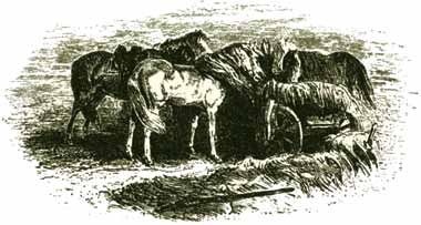 Иллюстрация к книге — Крах тирана [i_127.jpg]