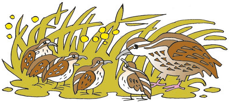 Иллюстрация к книге — Перепёлка и Воробей [i_005.jpg]