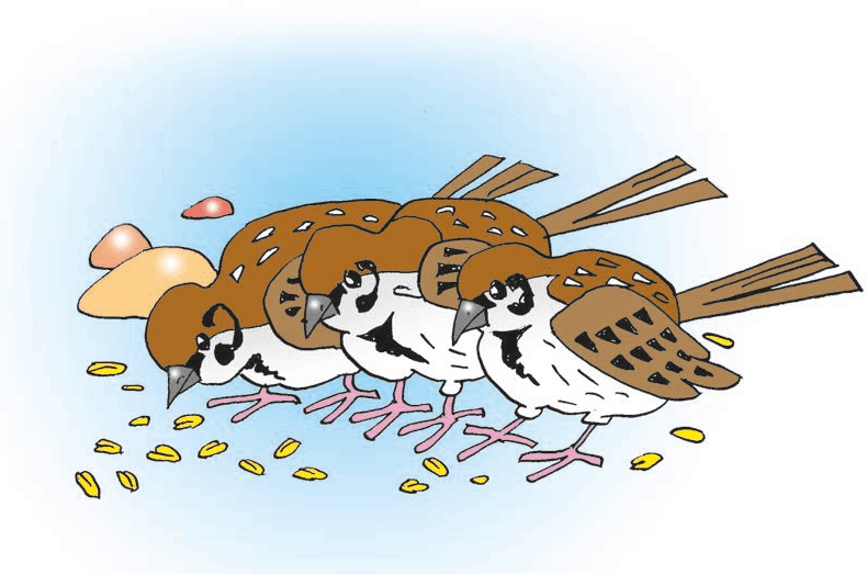 Иллюстрация к книге — Перепёлка и Воробей [i_006.jpg]