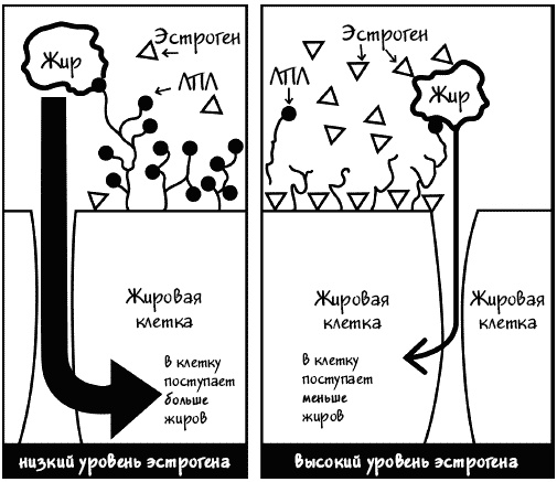 Иллюстрация к книге — Почему мы толстеем. Мифы и факты о том, что мешает нам быть стройными [_009.jpg]
