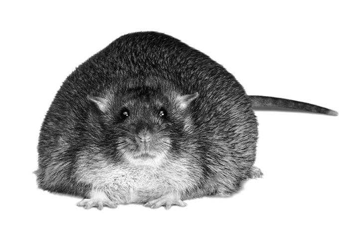 Иллюстрация к книге — Почему мы толстеем. Мифы и факты о том, что мешает нам быть стройными [_012.jpg]